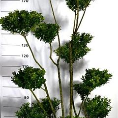 Ilex maximowicziana kanehirae
