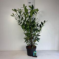 Prunus l. 'Caucasica'