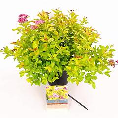 Spiraea japonica 'Golden Princess'