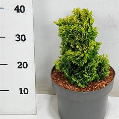 Chamaecyparis o. 'Aurora'