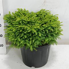 Picea abies 'Little Gem'