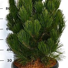 Pinus leucodermis 'Satellit'