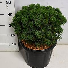 Pinus mugo 'Mops'