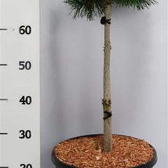 Pinus mugo 'Mops'