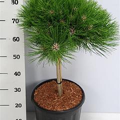 Pinus nigra 'Marie Bregeon' 