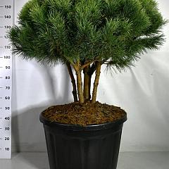 Pinus sylvestris 'Watereri'