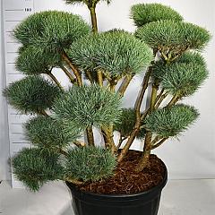 Pinus sylvestris 'Watereri'