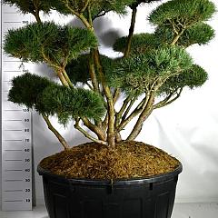 Pinus sylvestris 'Watereri'
