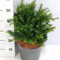 Taxus b. 'Repandens'