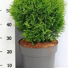 Thuja occ. 'Little Giant'