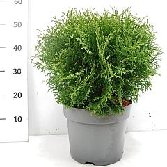 Thuja occ. 'Tiny Tim'