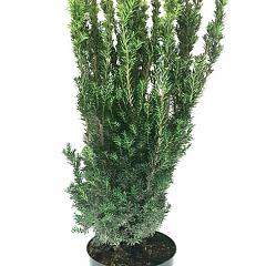 Taxus media 'Hillii'