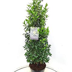 Prunus lusitanica 'Angustifolia'