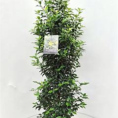 Prunus lusitanica 'Angustifolia'