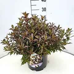 Weigela 'Black and White'