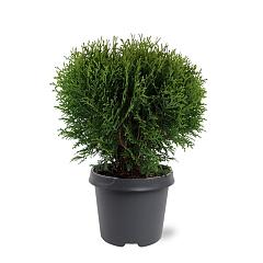 Thuja occ. 'Tiny Tim'