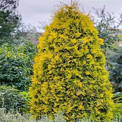 Thuja occ. 'Yellow Ribbon'