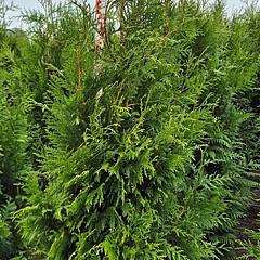 Thuja pl. 'Martin'