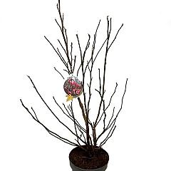 Magnolia 'Susan'