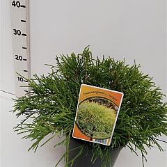 Chamaecyparis p. 'Sungold'
