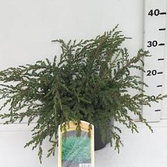 Juniperus comm. 'Repanda'
