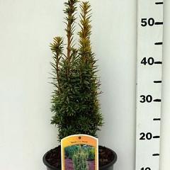 Taxus b. 'David'