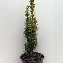 Taxus b. 'David'