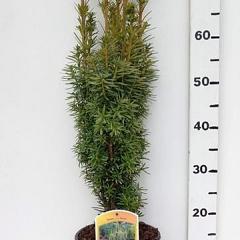 Taxus b. 'David'