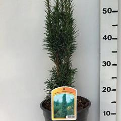 Taxus b. 'Fastigiata Robusta'