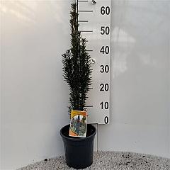 Taxus b. 'Fastigiata Robusta'