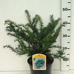 Taxus b. 'Repandens'