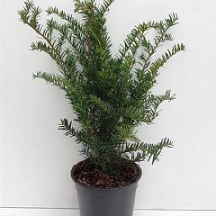 Taxus media 'Green Mountain'