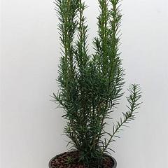 Taxus media 'Hicksii'