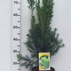 Taxus media 'Hicksii'