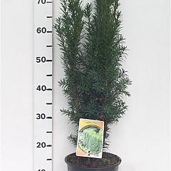 Taxus media 'Hicksii'