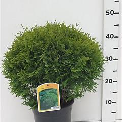 Thuja occ. 'Danica'
