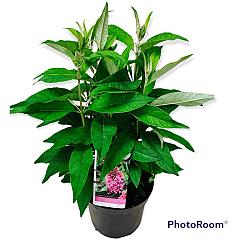 Buddleja d. 'Butterfly Candy Little Pink'