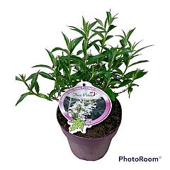 Buddleja Flutterby Pet. Snow White