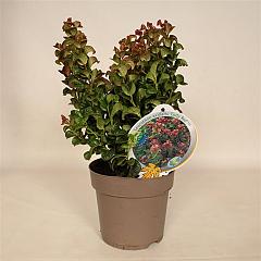 Leucothoe axillaris 'Curly Red'