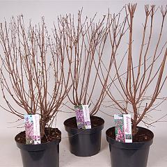 Syringa josikaea