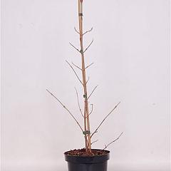 Viburnum plic. Kilimandjaro