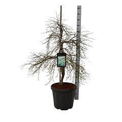 Acer pal. 'Dissectum'