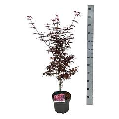 Acer pal. 'Skeeter's Broom'