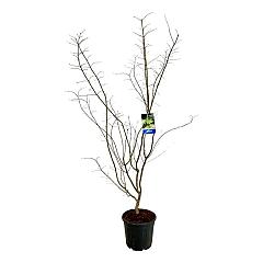 Acer pseudosieboldianum 'Arctic Jade'®