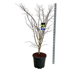 Acer pseudosieboldianum 'Arctic Jade'®