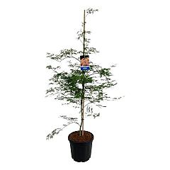 Acer pseudosieboldianum 'Ice Dragon'®