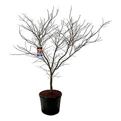 Acer pseudosieboldianum 'North Wind'®