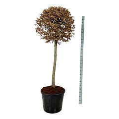 Carpinus betulus