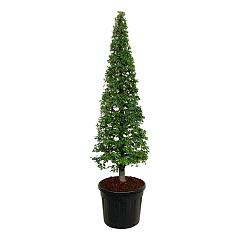 Carpinus betulus