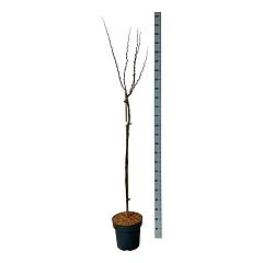 Cercis chinensis 'Avondale'